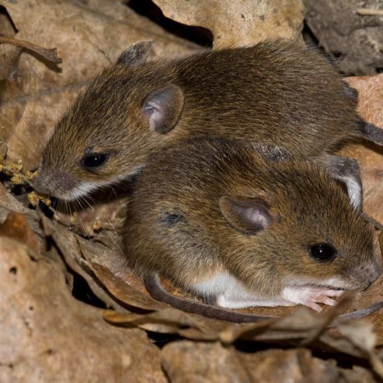 Уничтожения мышей в частном доме в Борисове?