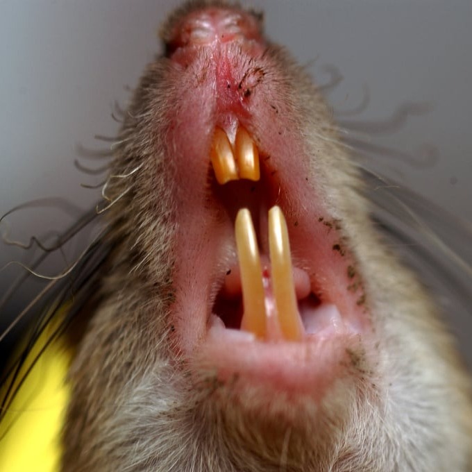 Дератизация крыс в Борисове?